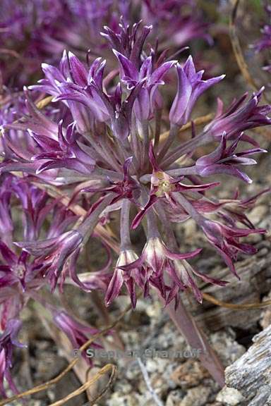 allium abramsii 5 graphic